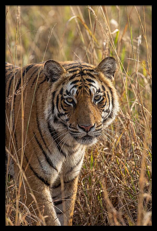 Asian Tiger In Tall Grass