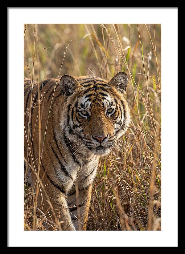 Asian Tiger In Tall Grass