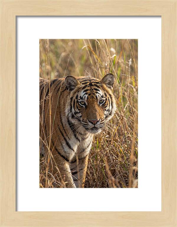 Asian Tiger In Tall Grass