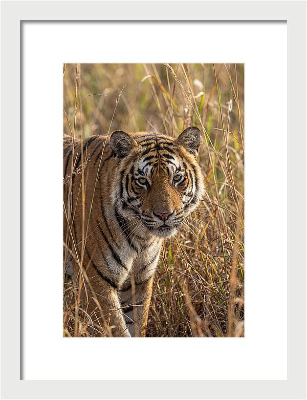 Asian Tiger In Tall Grass