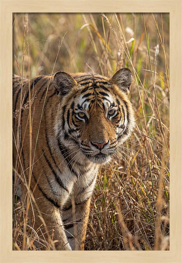 Asian Tiger In Tall Grass