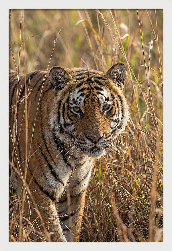 Asian Tiger In Tall Grass