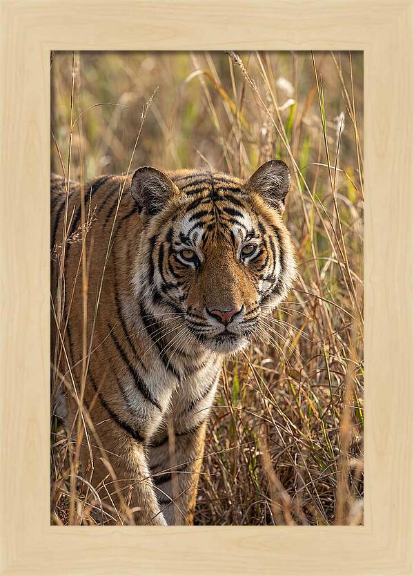 Asian Tiger In Tall Grass