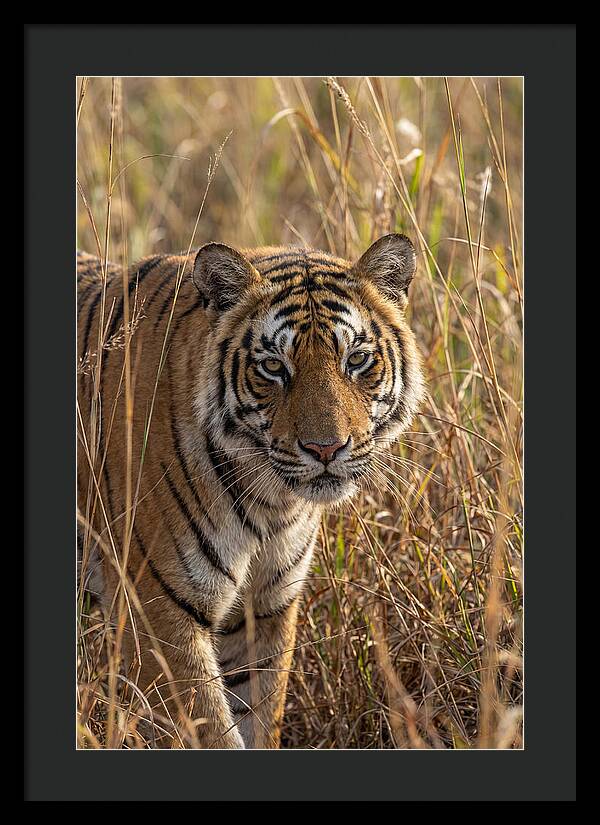 Asian Tiger In Tall Grass
