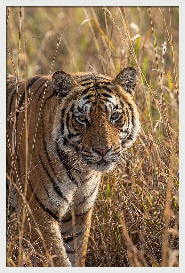 Asian Tiger In Tall Grass