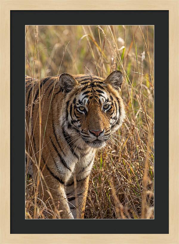 Asian Tiger In Tall Grass