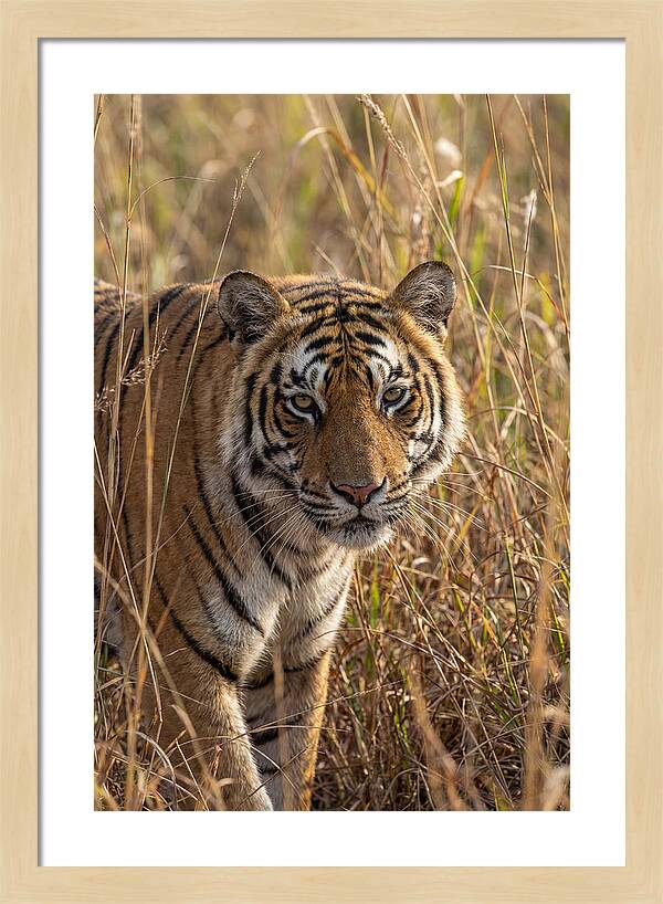 Asian Tiger In Tall Grass