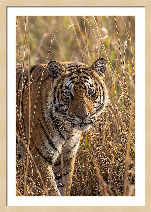 Asian Tiger In Tall Grass