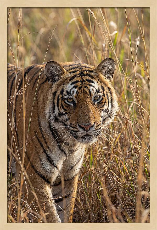 Asian Tiger In Tall Grass