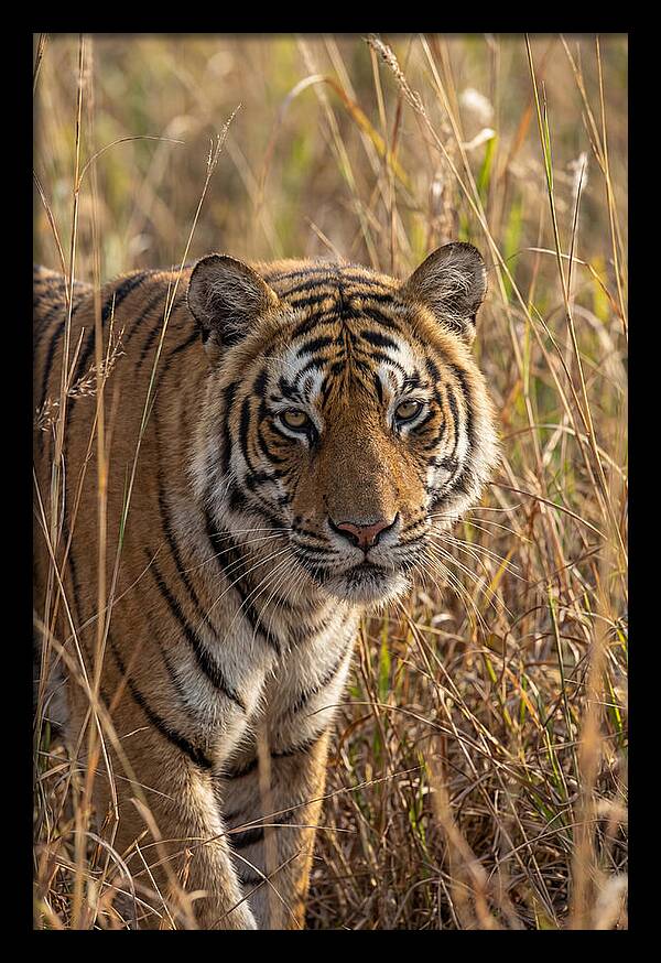 Asian Tiger In Tall Grass