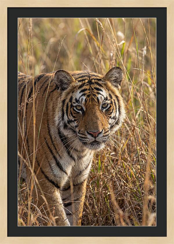 Asian Tiger In Tall Grass