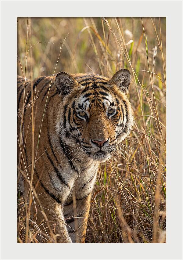 Asian Tiger In Tall Grass