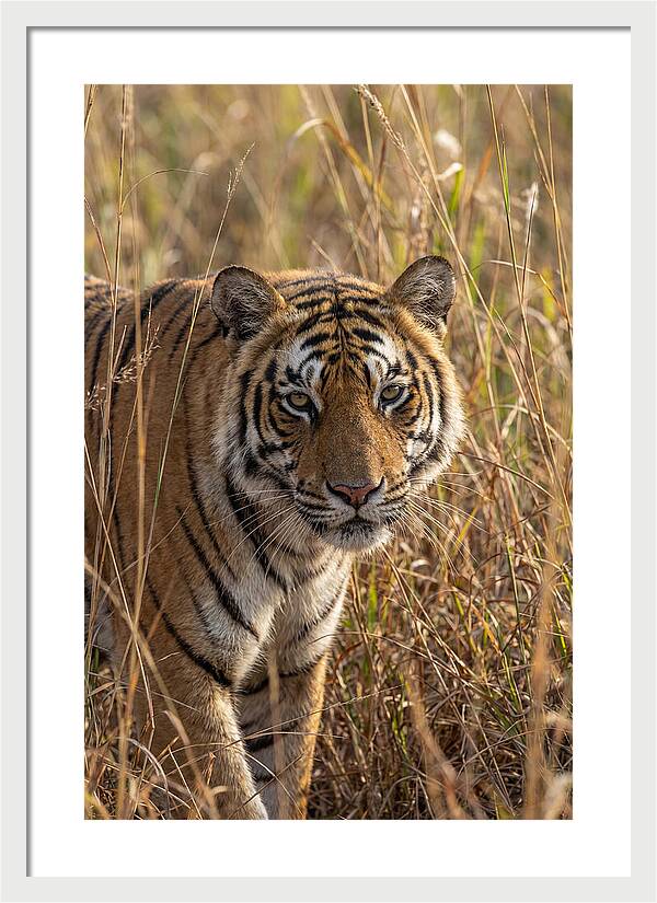 Asian Tiger In Tall Grass