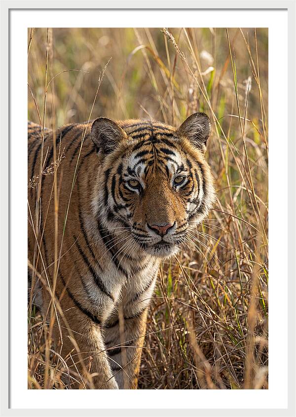 Asian Tiger In Tall Grass
