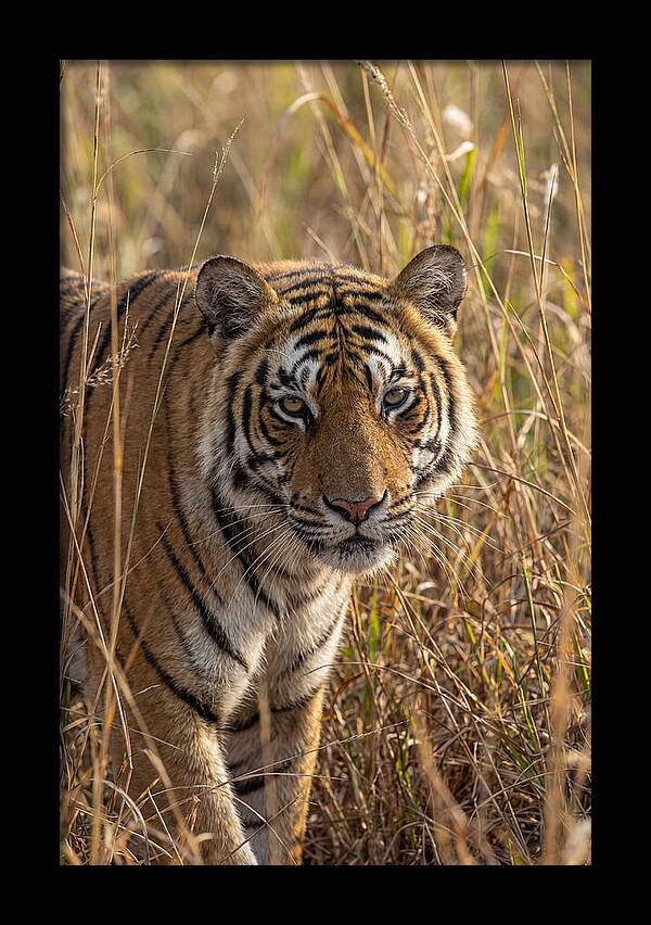 Asian Tiger In Tall Grass