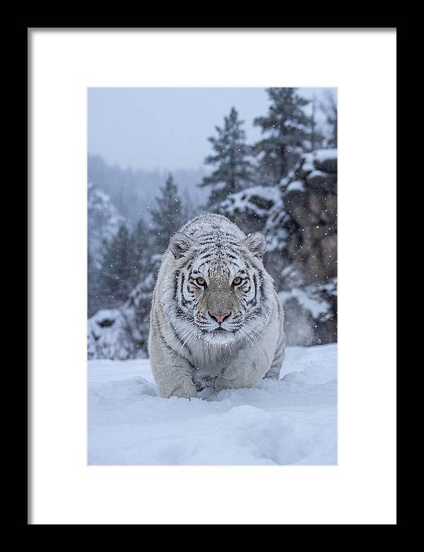 Asian Tiger In The Snow