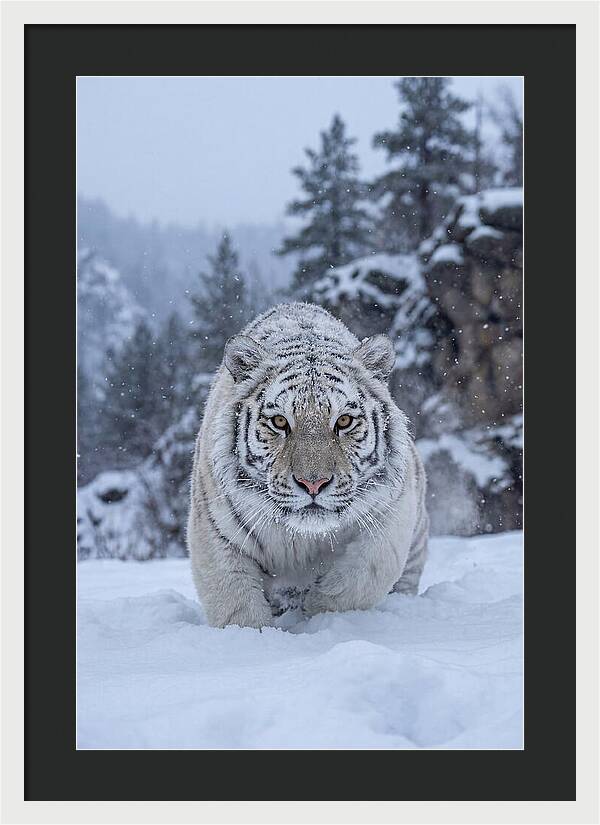 Asian Tiger In The Snow