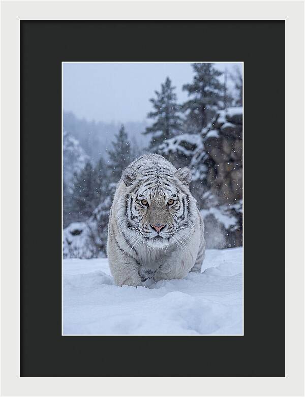 Asian Tiger In The Snow