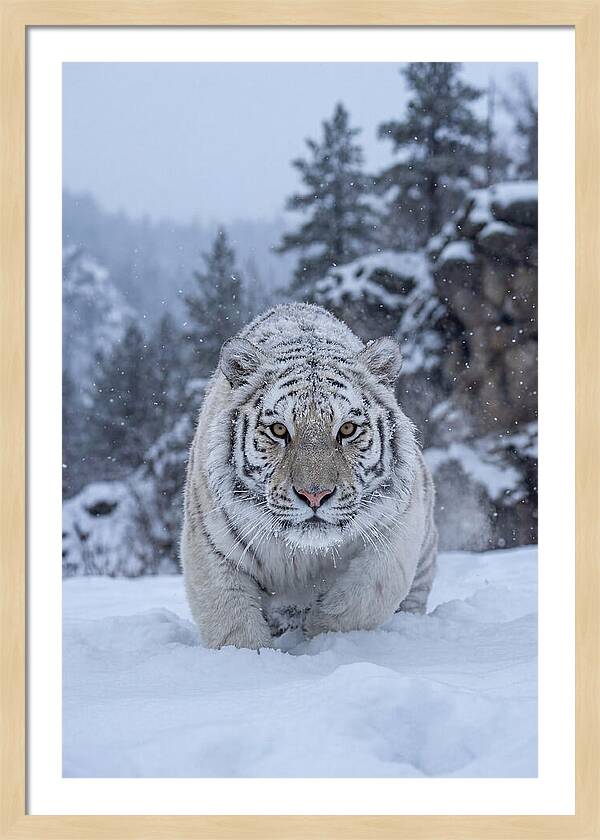 Asian Tiger In The Snow