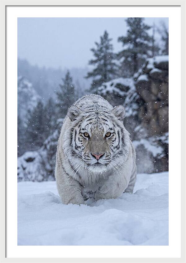 Asian Tiger In The Snow