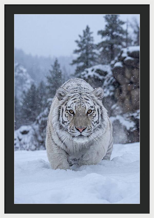 Asian Tiger In The Snow