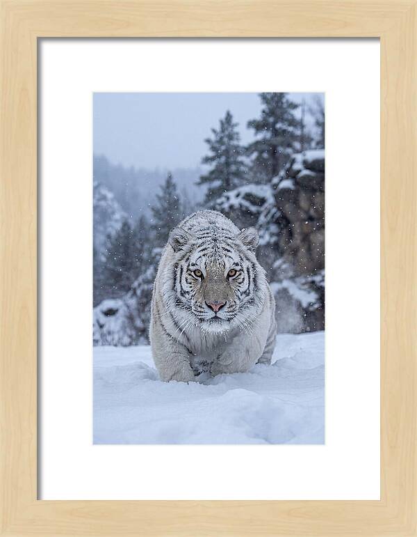 Asian Tiger In The Snow