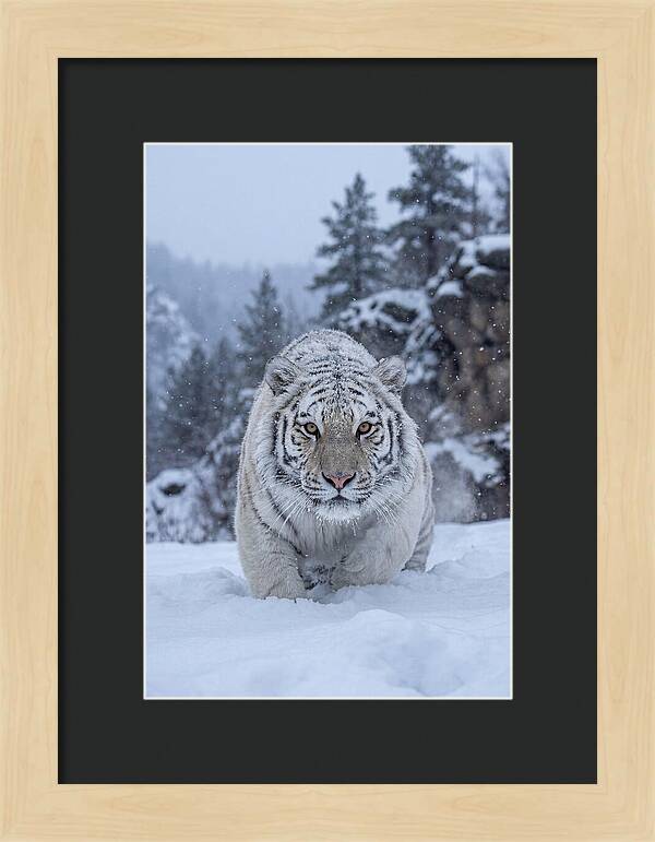 Asian Tiger In The Snow