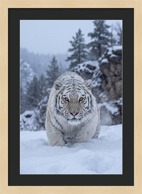 Asian Tiger In The Snow
