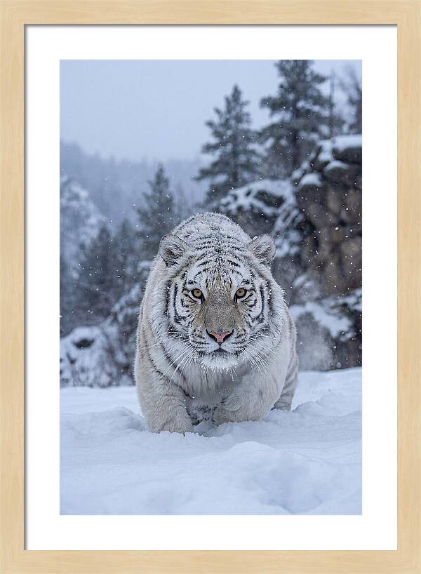 Asian Tiger In The Snow