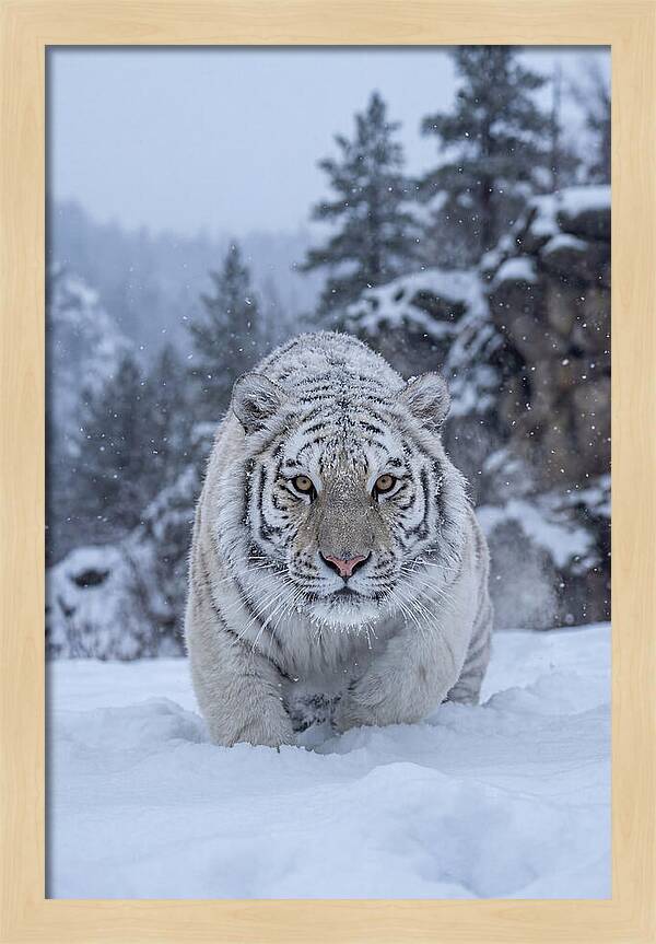 Asian Tiger In The Snow