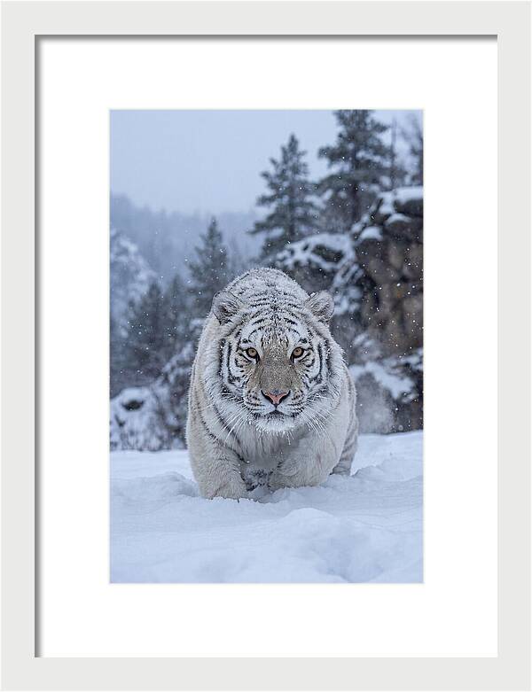 Asian Tiger In The Snow