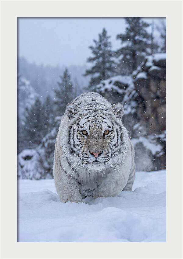 Asian Tiger In The Snow