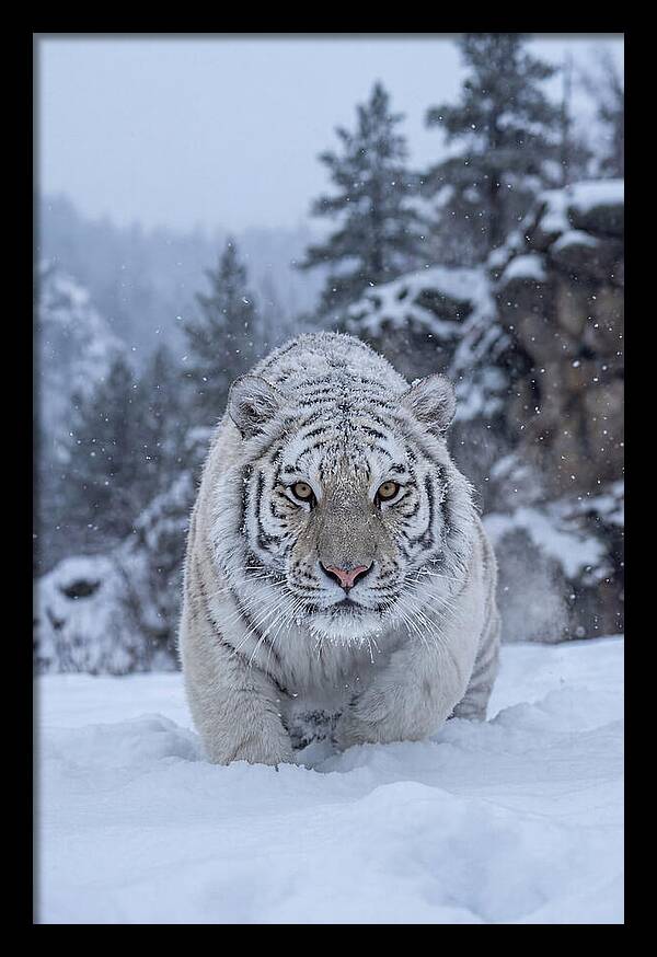 Asian Tiger In The Snow