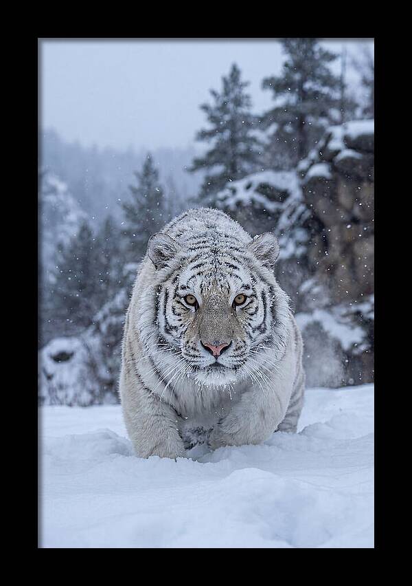 Asian Tiger In The Snow