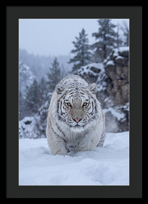 Asian Tiger In The Snow