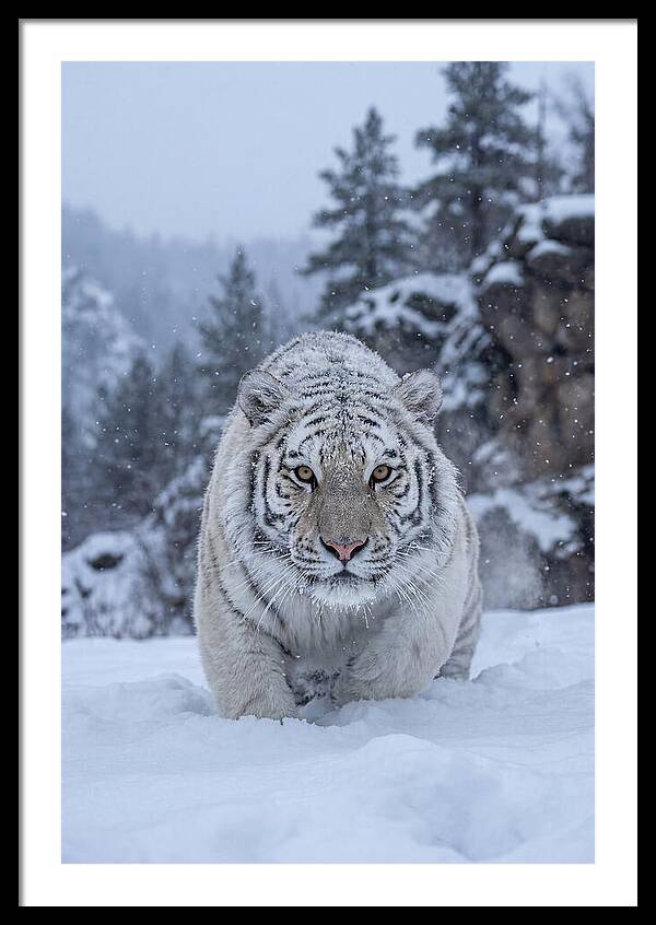 Asian Tiger In The Snow