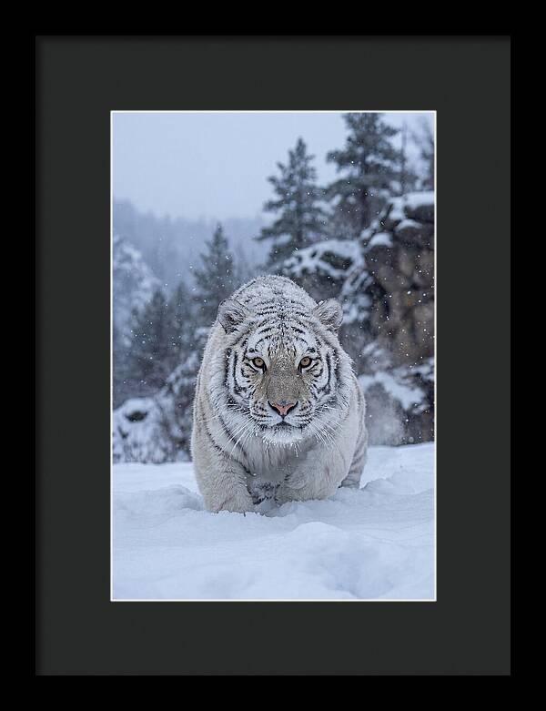 Asian Tiger In The Snow