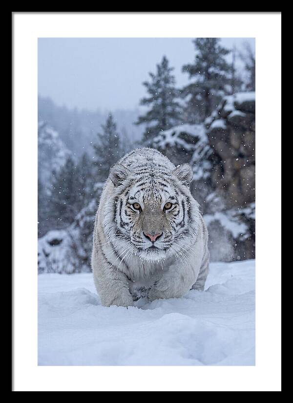 Asian Tiger In The Snow