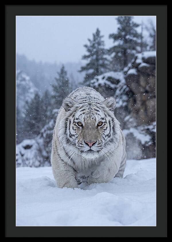 Asian Tiger In The Snow