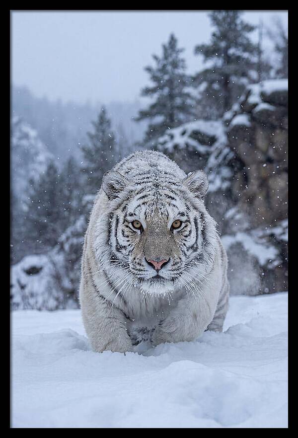 Asian Tiger In The Snow