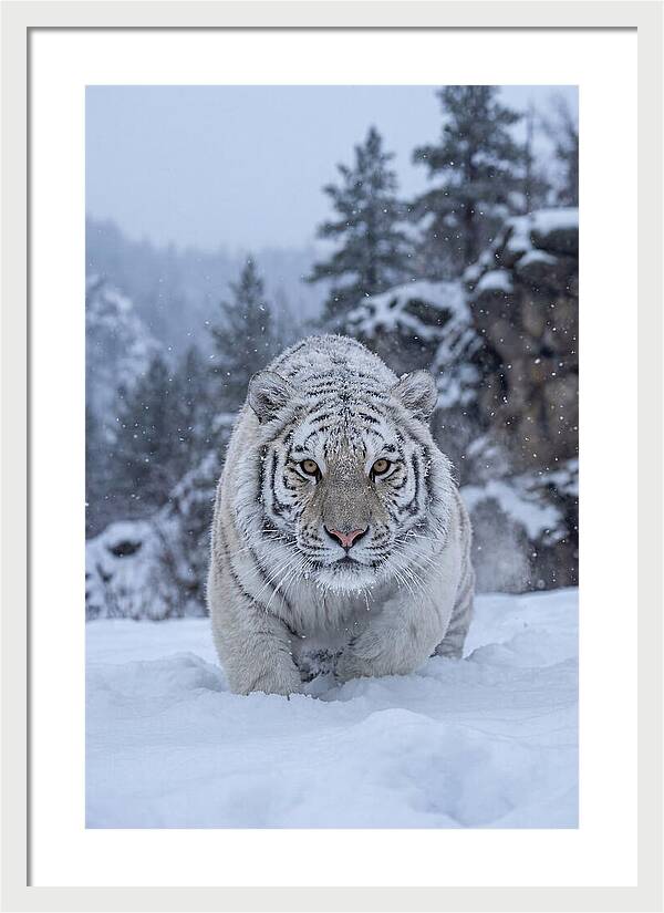 Asian Tiger In The Snow