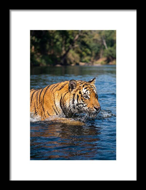 Asian Tiger In Water