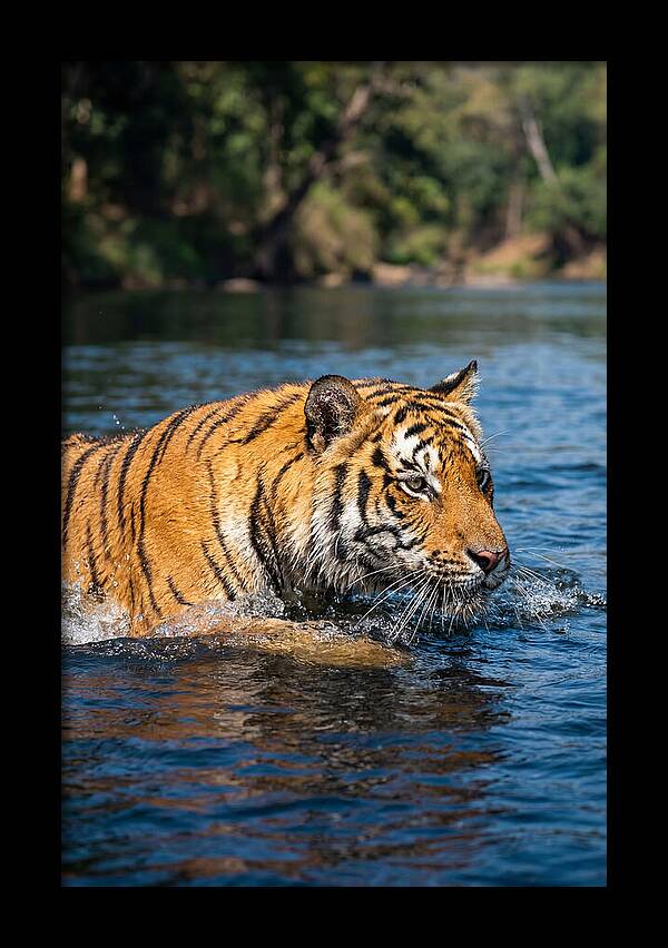 Asian Tiger In Water