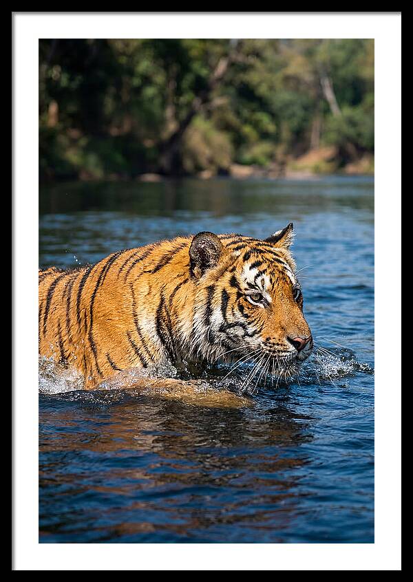 Asian Tiger In Water