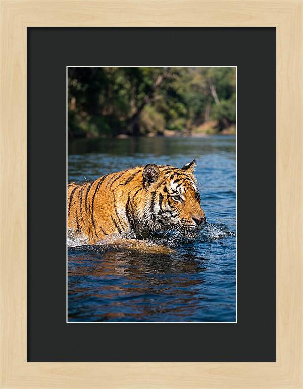 Asian Tiger In Water
