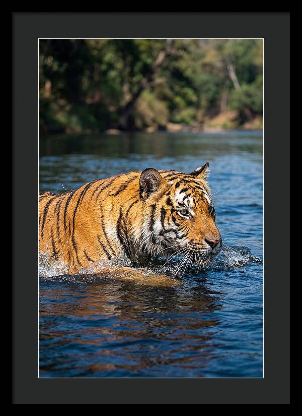 Asian Tiger In Water