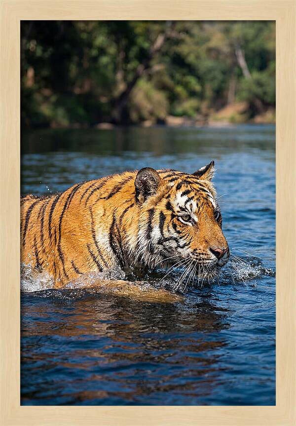 Asian Tiger In Water