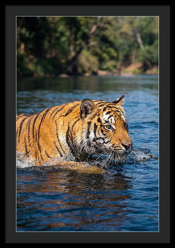 Asian Tiger In Water