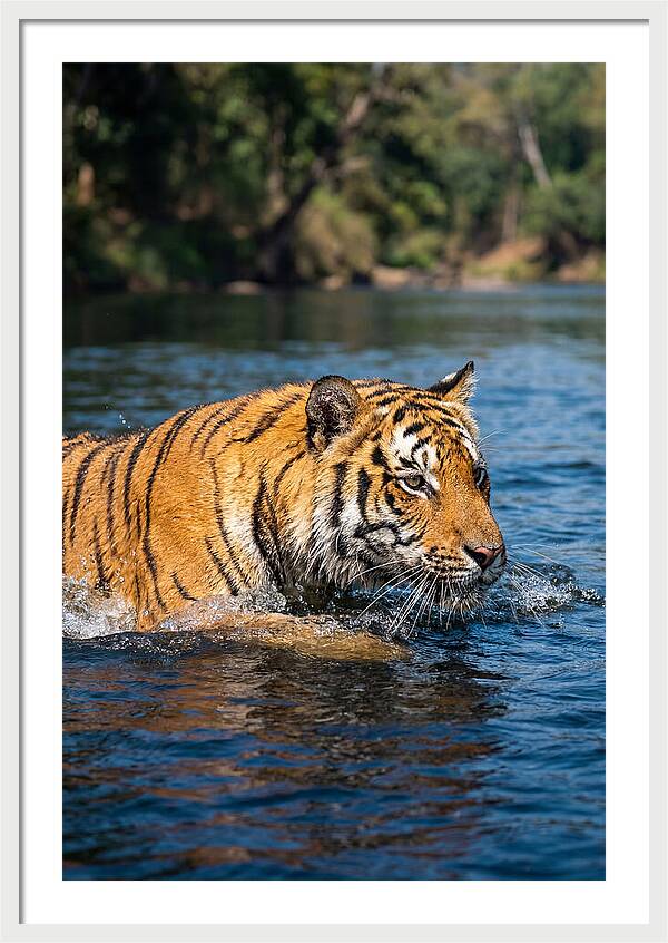 Asian Tiger In Water