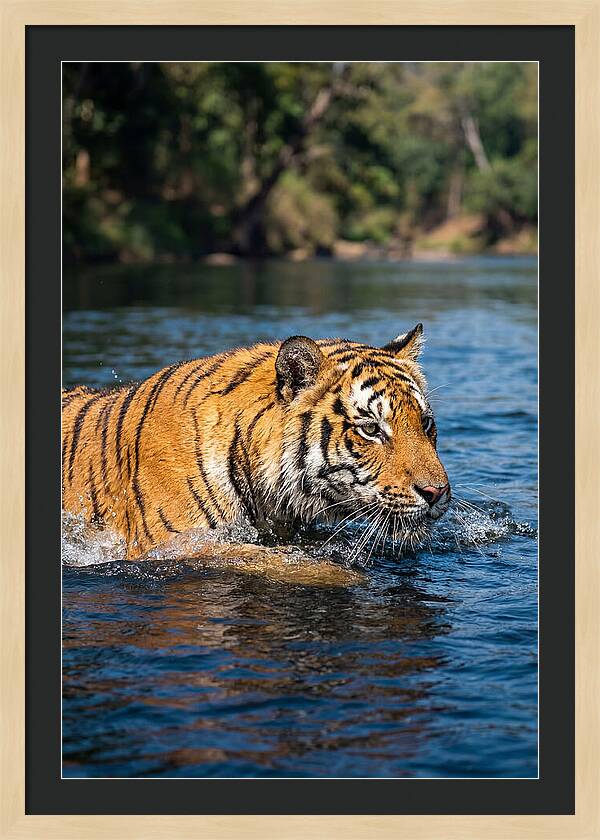Asian Tiger In Water
